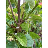 100 Larven tegen wollige dopluis en appelbloedluis