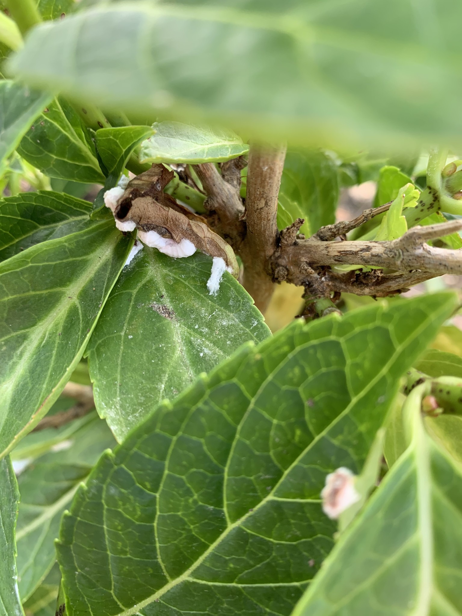 100 Larven tegen wollige dopluis en appelbloedluis