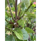 100 Larven tegen wollige dopluis en appelbloedluis