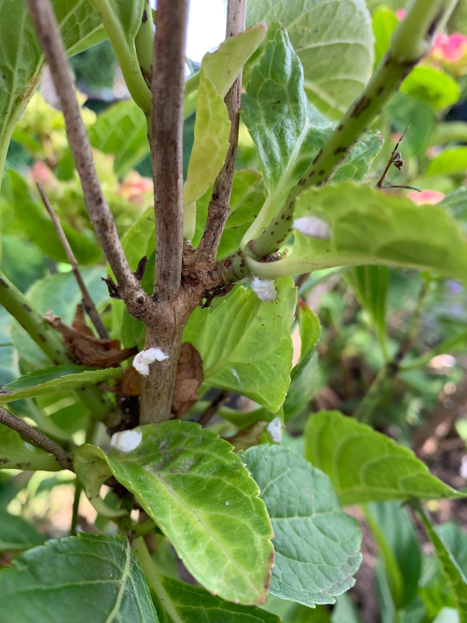 50 Larven tegen wollige dopluis en appelbloedluis