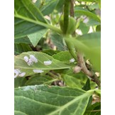 50 Larven tegen wollige dopluis en appelbloedluis