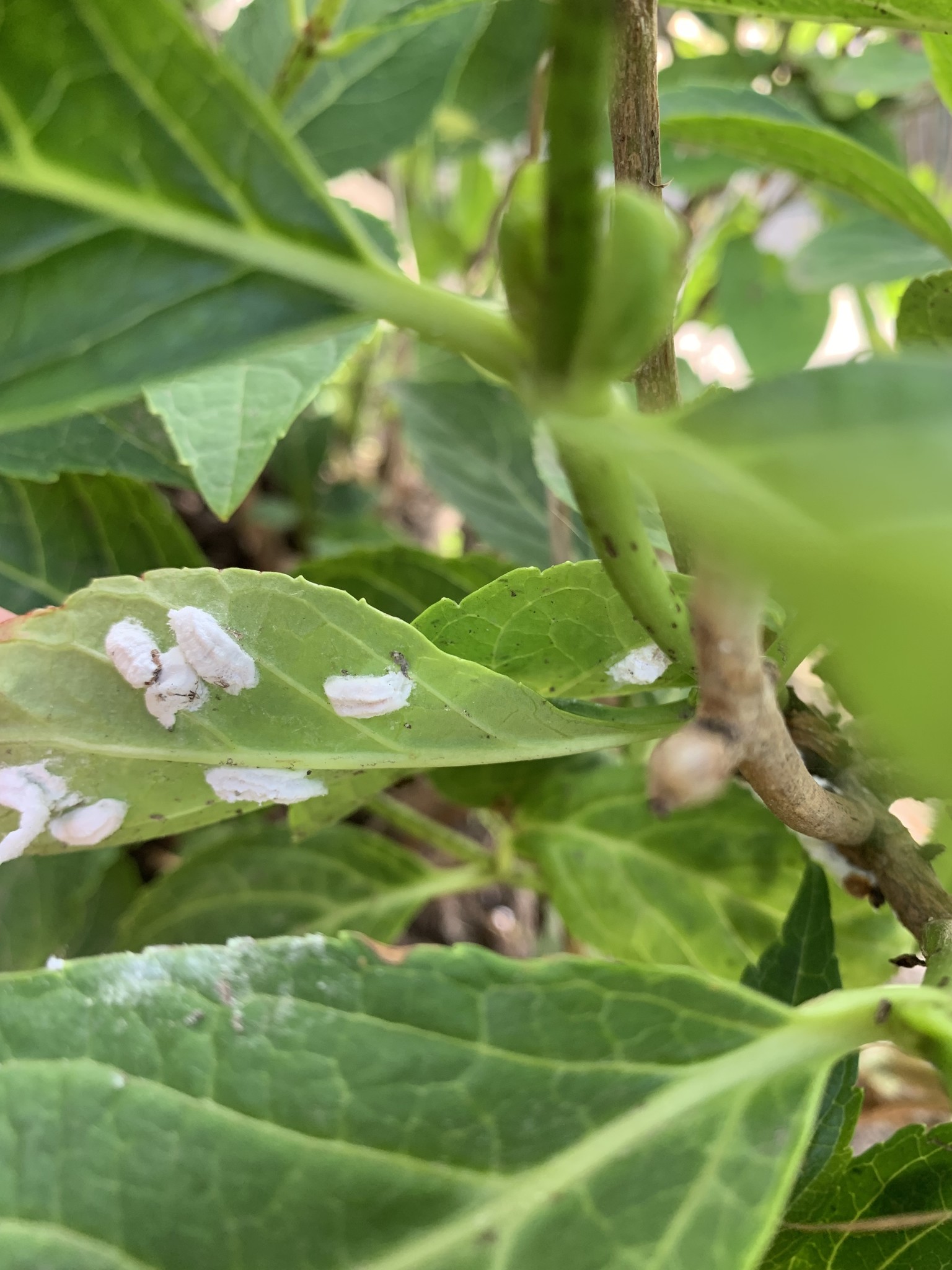 50 Larven tegen wollige dopluis en appelbloedluis