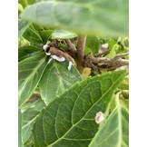 50 Larven tegen wollige dopluis en appelbloedluis