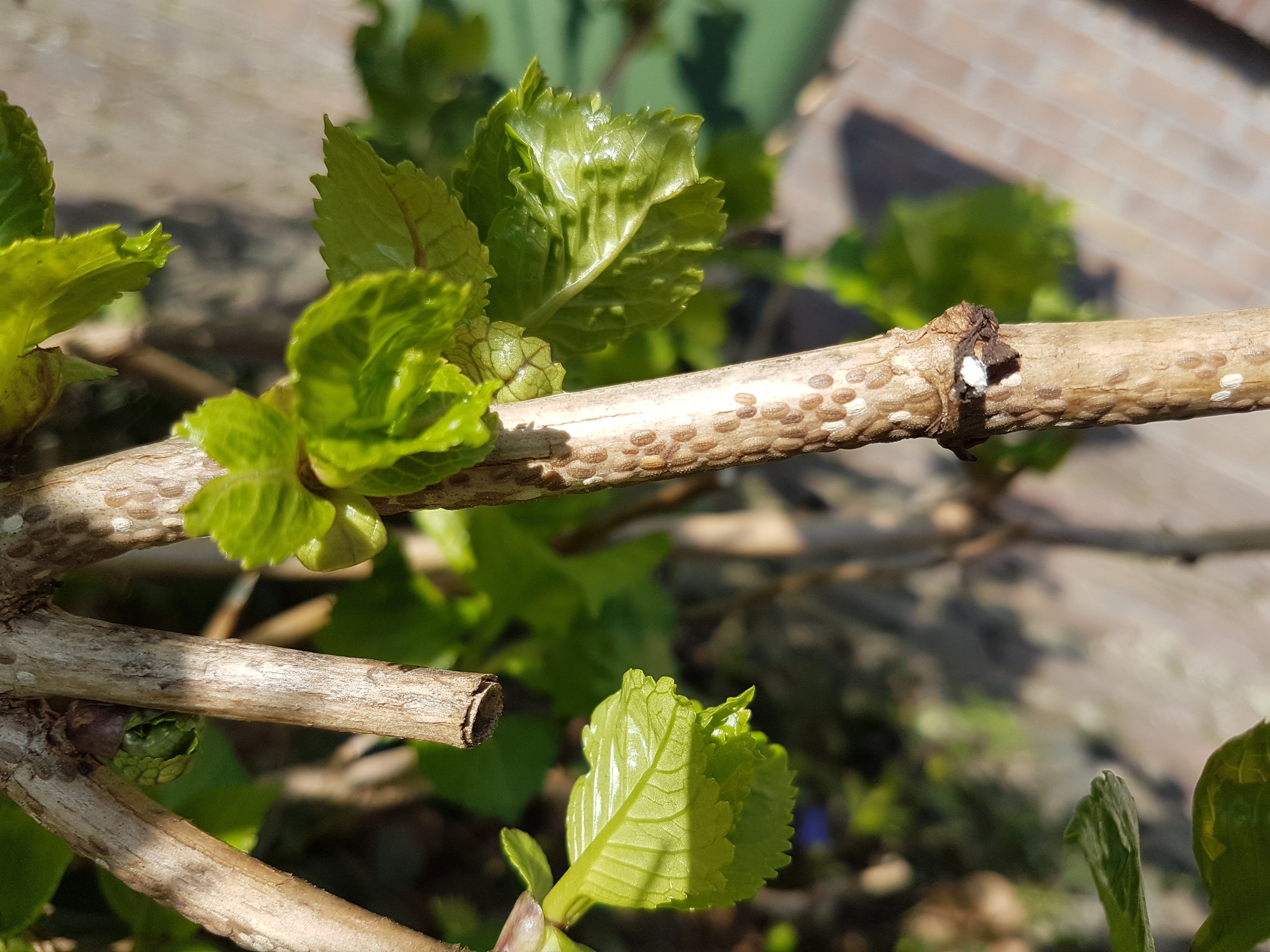 50 Larven tegen wollige dopluis en appelbloedluis