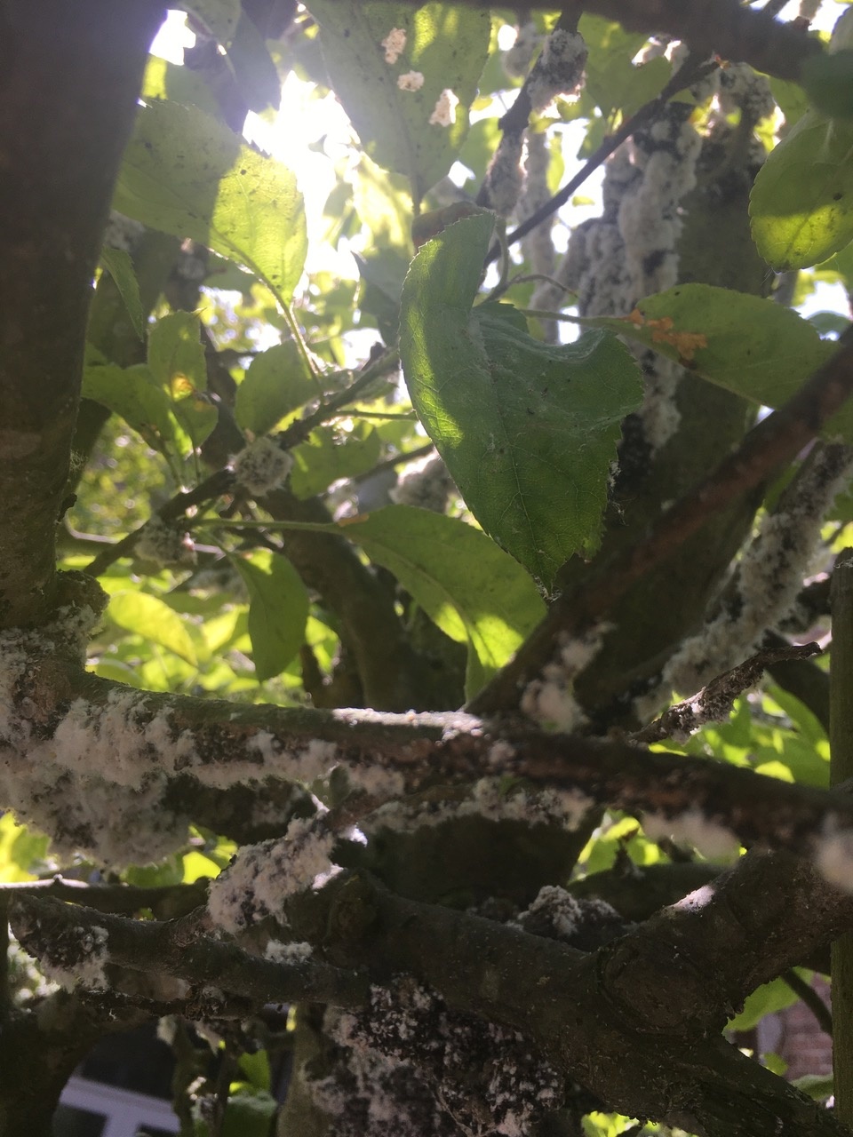 100 Larven tegen wollige dopluis en appelbloedluis