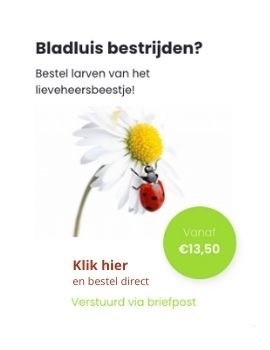 Klik hier en bestel direct larven van het lieveheersbeestje