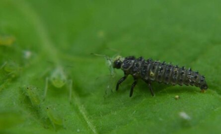 Bladluis in je tuin? Dit geheime wapen eet ze allemaal op!