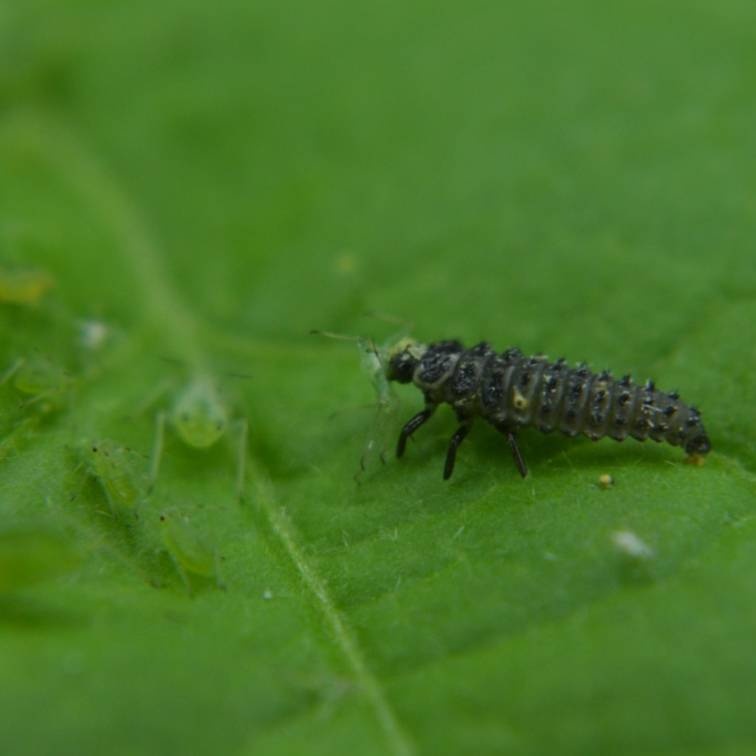 Bladluis in je tuin? Dit geheime wapen eet ze allemaal op!