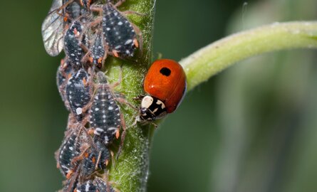 Bladluis? Dit is hét perfecte moment om lieveheersbeestjes in te zetten!