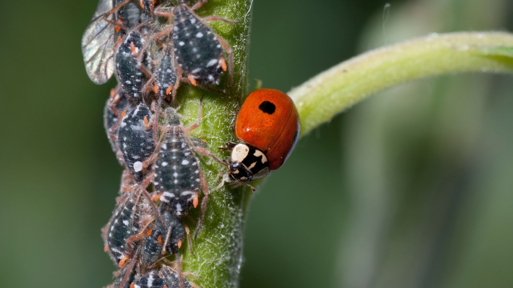 Bladluis? Dit is hét perfecte moment om lieveheersbeestjes in te zetten! 