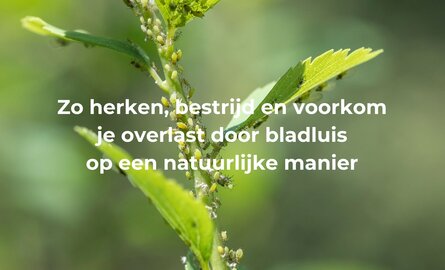 Zo herken, bestrijd en voorkom je overlast door bladluis op een natuurlijke manier!