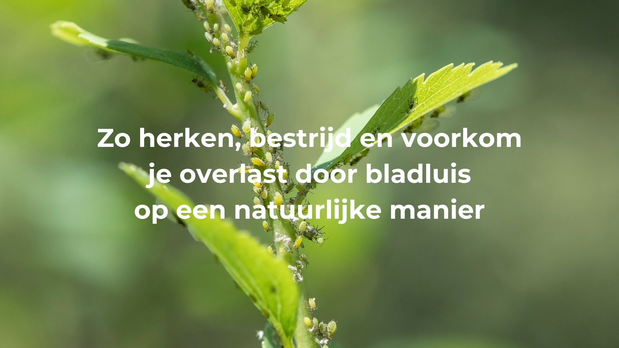 Zo herken, bestrijd en voorkom je overlast door bladluis op een natuurlijke manier!