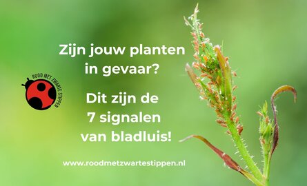 Zijn jouw planten in gevaar? Dit zijn de 7 signalen van bladluis!