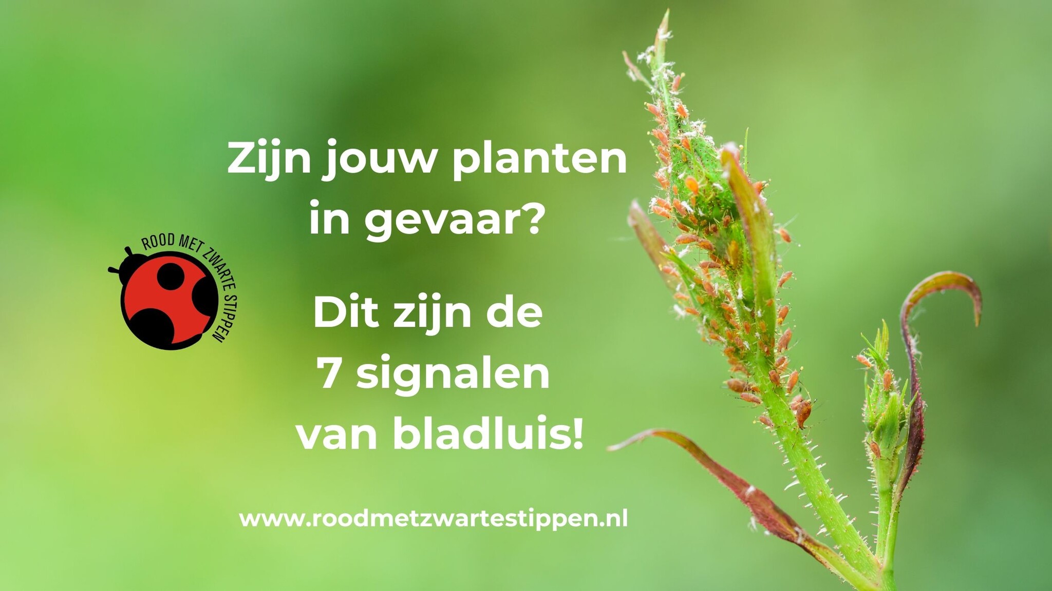 Zijn jouw planten in gevaar? Dit zijn de 7 signalen van bladluis!