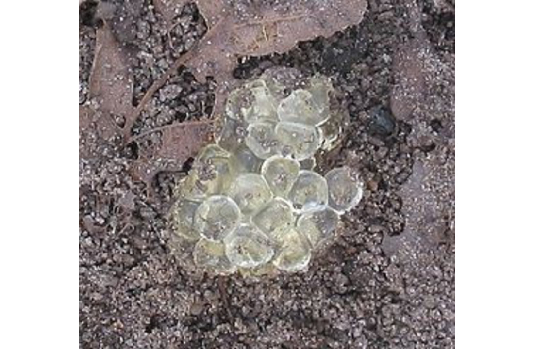 Nematoden tegen naaktslakken