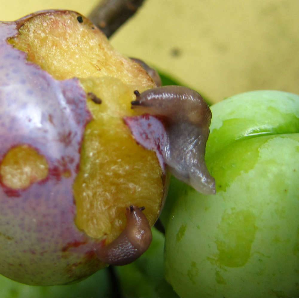 Nematoden tegen naaktslakken voor 20 m²