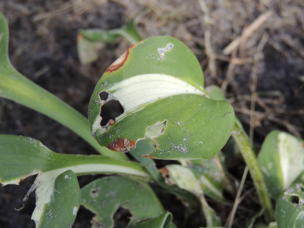 Nematoden tegen naaktslakken voor 50 m²
