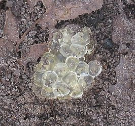 Nematoden tegen naaktslakken voor 100 m²