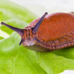 Nematoden tegen naaktslakken voor 50 m²