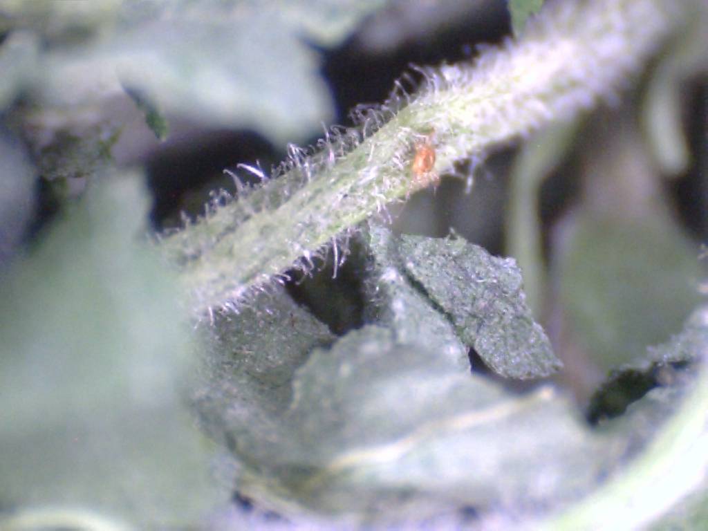 Spidex, 2000 roofmijten tegen Spint