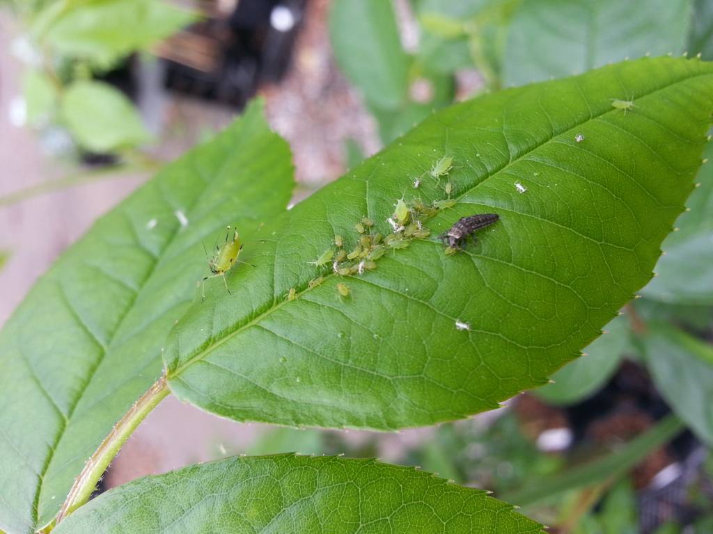 50 Larven van lieveheersbeestje tegen bladluis