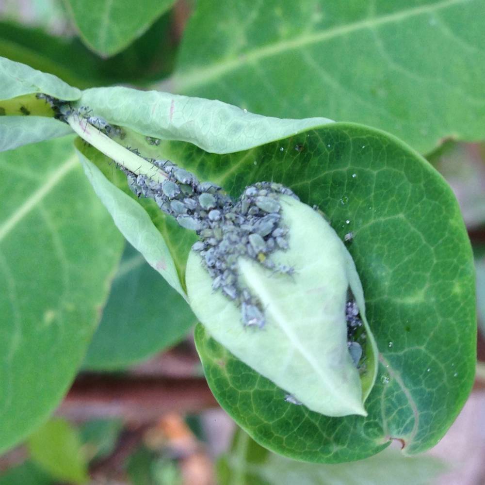 50 Larven van lieveheersbeestje tegen bladluis