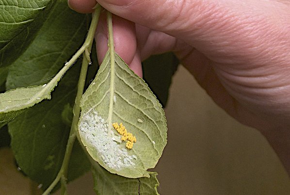 100 Larven van lieveheersbeestje tegen bladluis