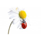 250 Larven van lieveheersbeestje tegen bladluis