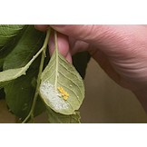 250 Larven van lieveheersbeestje tegen bladluis