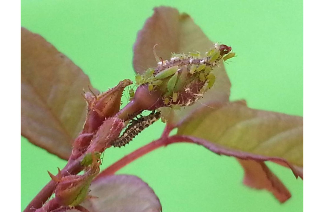 250 Larven van lieveheersbeestje tegen bladluis