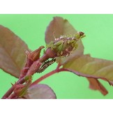 250 Larven van lieveheersbeestje tegen bladluis