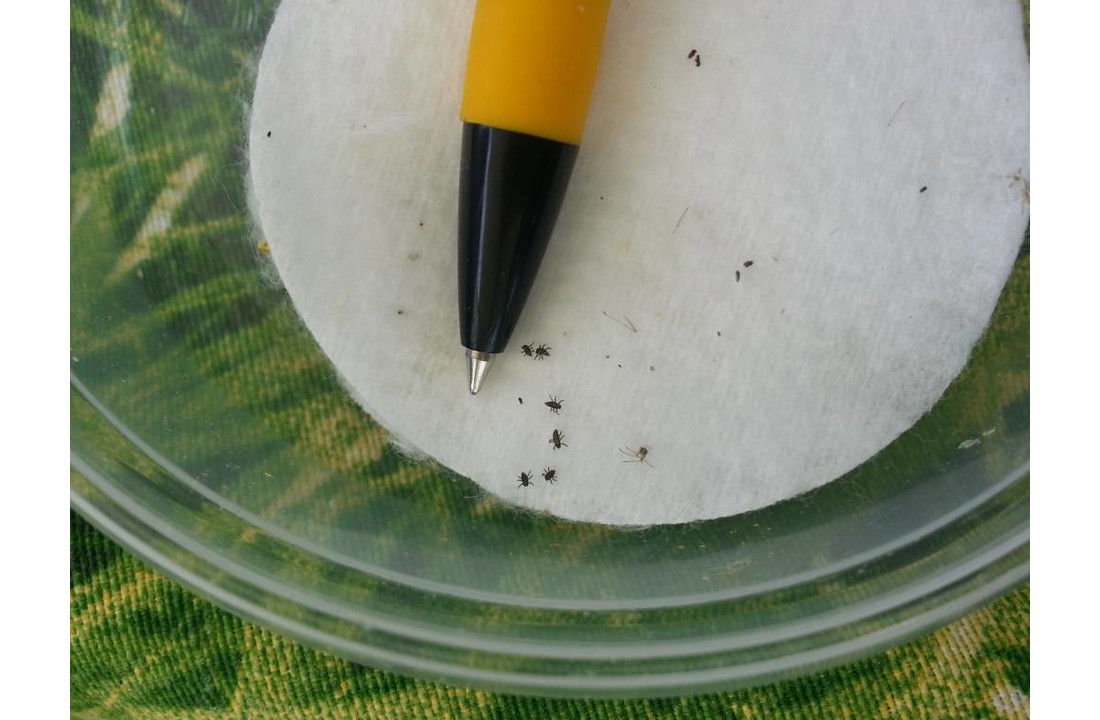 250 Larven van lieveheersbeestje tegen bladluis