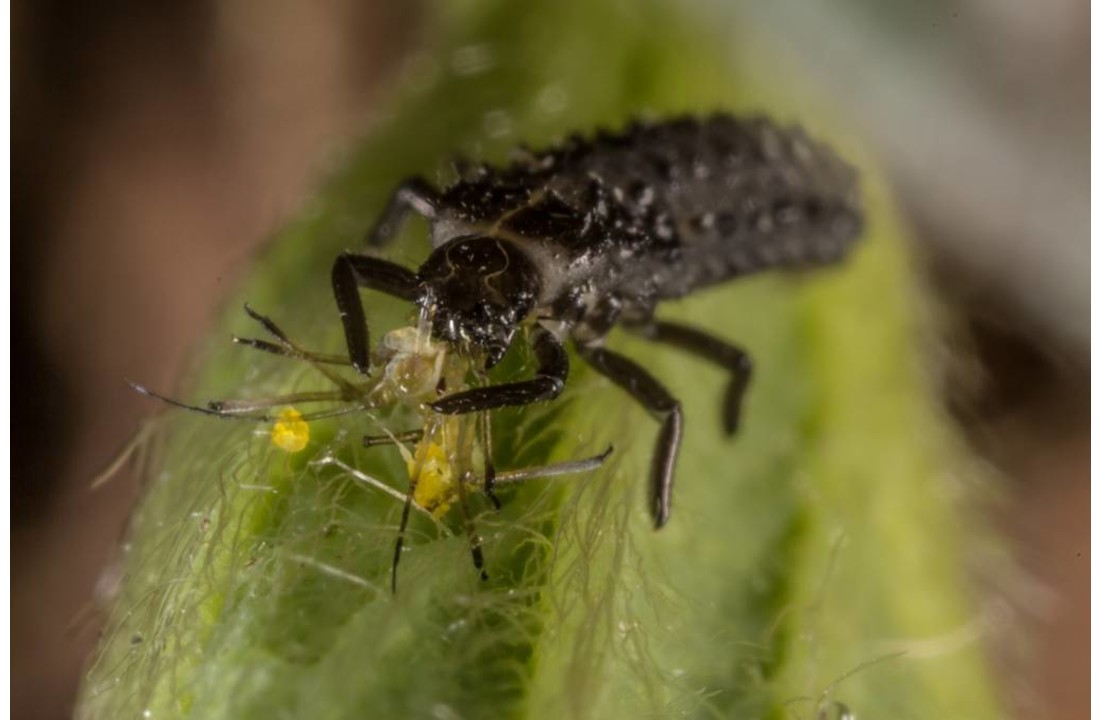 250 Larven van lieveheersbeestje tegen bladluis