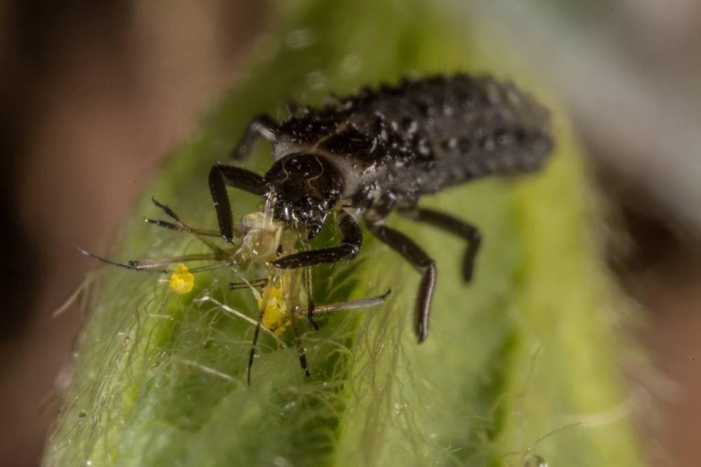 250 Larven van lieveheersbeestje tegen bladluis