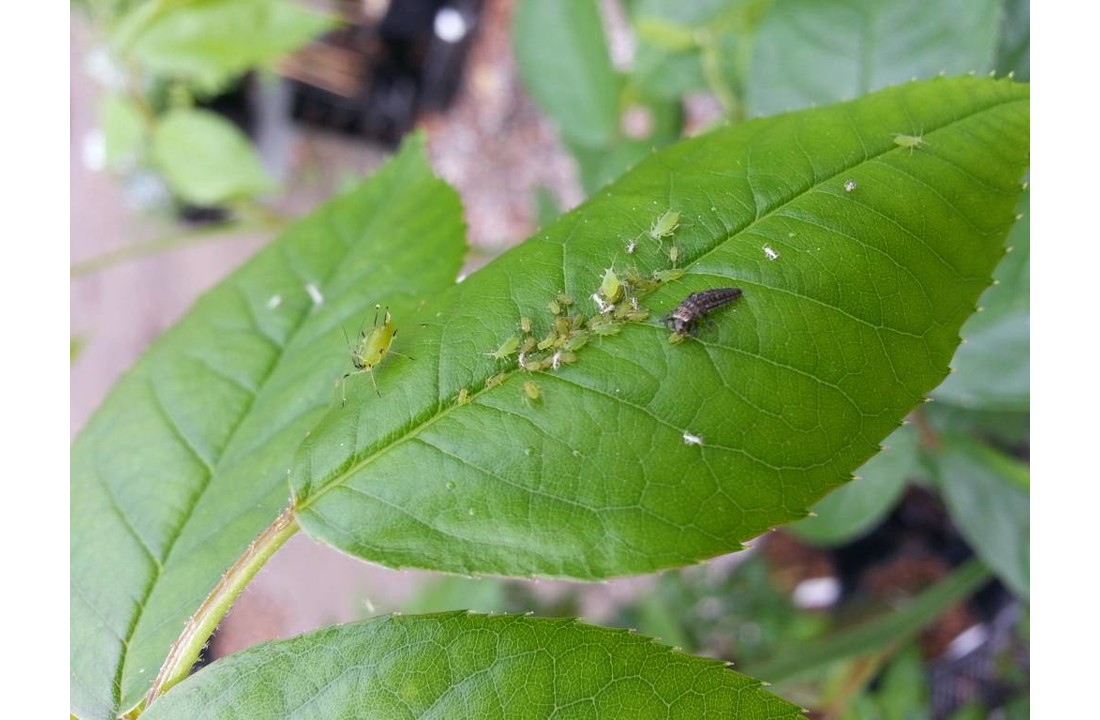 500 Larven van lieveheersbeestje tegen bladluis
