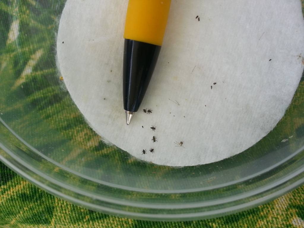 500 Larven van lieveheersbeestje tegen bladluis