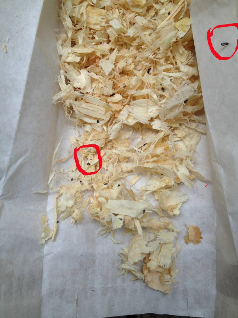 500 Larven van lieveheersbeestje tegen bladluis