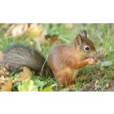 Eekhoorn voederhuis, gerecycled hout