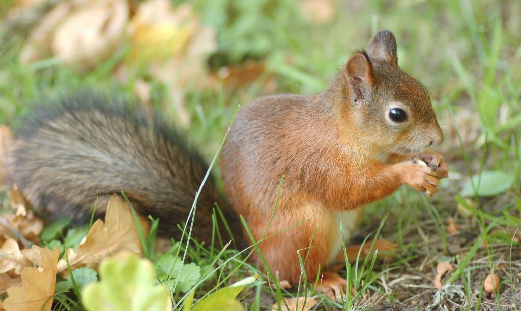 Eekhoorn voederhuis, gerecycled hout