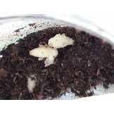 Aaltjes om larven van Taxuskever te bestrijden voor 20m²