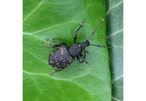 Aaltjes om larven van Taxuskever te bestrijden voor 20m²