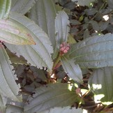 Aaltjes om larven van Taxuskever te bestrijden voor 20m²