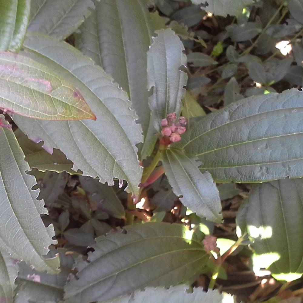 Aaltjes om larven van Taxuskever te bestrijden voor 50m²