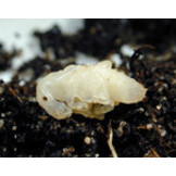 Aaltjes om larven van Taxuskever te bestrijden voor 100m²