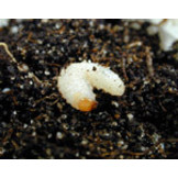 Aaltjes om larven van Taxuskever te bestrijden voor 100m²