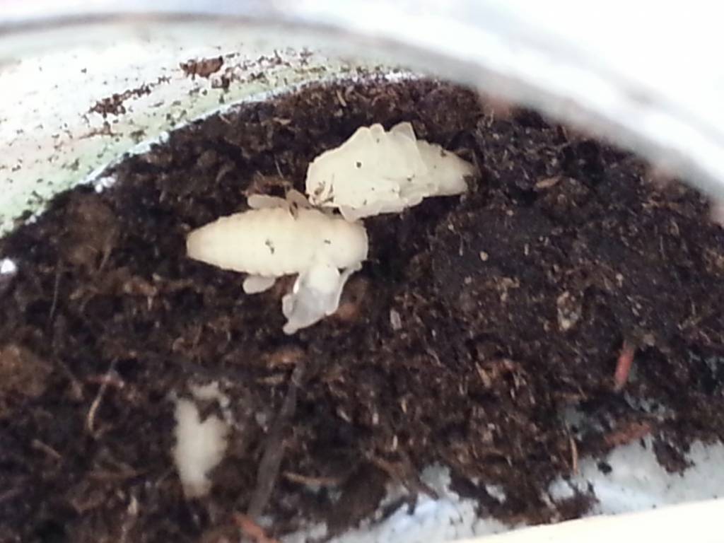 Aaltjes om larven van Taxuskever te bestrijden voor 100m²