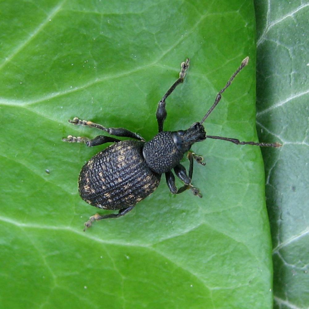 Aaltjes om larven van Taxuskever te bestrijden voor 100m²