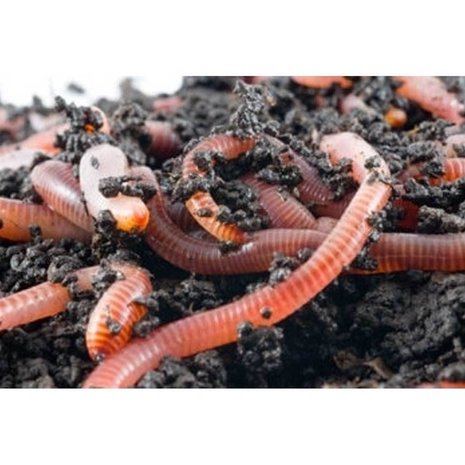 Lasebo Visaas Mestpiertjes - Uitsluitend in winkel afhalen Lasebo Visaas Mestpiertjes - Uitsluitend in winkel afhalen