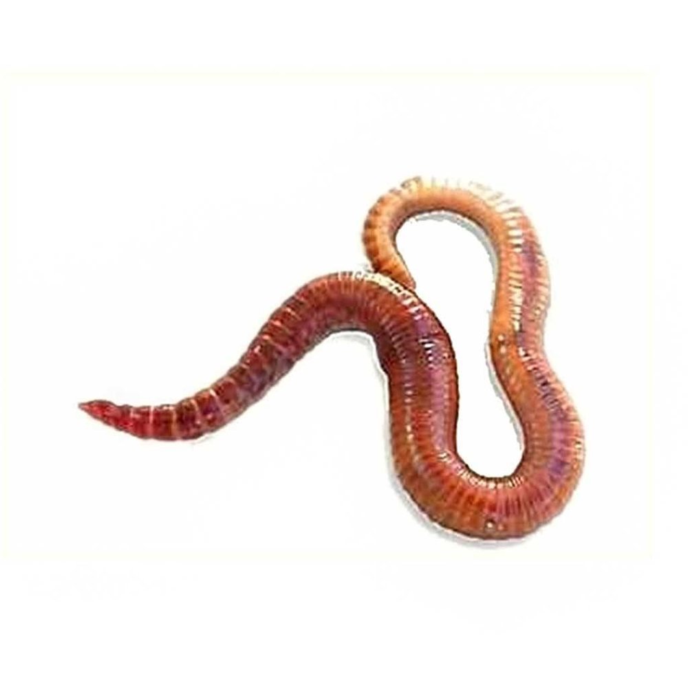 Lasebo Visaas Mestpiertjes - Uitsluitend in winkel afhalen Lasebo Visaas Mestpiertjes - Uitsluitend in winkel afhalen