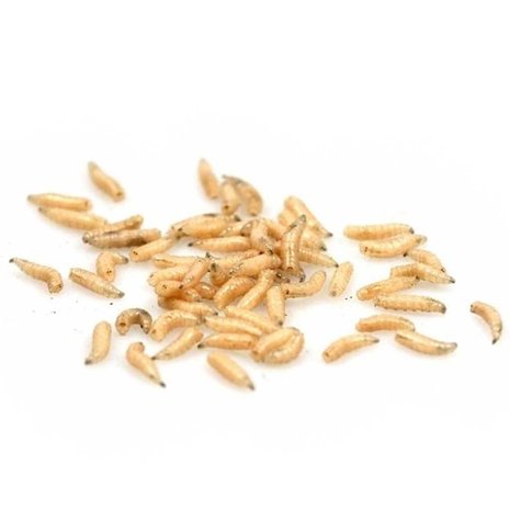 Lasebo Maden - Vismaden - Uitsluitend in winkel afhalen Lasebo Maden - Vismaden - Uitsluitend in winkel afhalen